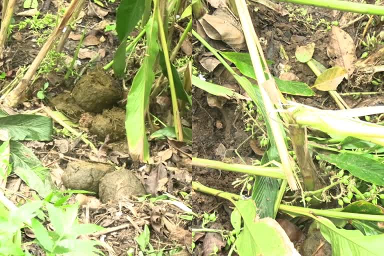 tusker attack in nedumkandam  idukki wild elephant attack  കാട്ടാന ആക്രമണം  സോളാർ ഫെൻസിങ്  അണക്കരമെട്ട് കാട്ടാന കൃഷി നശിപ്പിച്ചു  വനം വകുപ്പ് കാട്ടാന ആക്രമണം  കാട്ടാന ശല്യം  കാട്ടാന