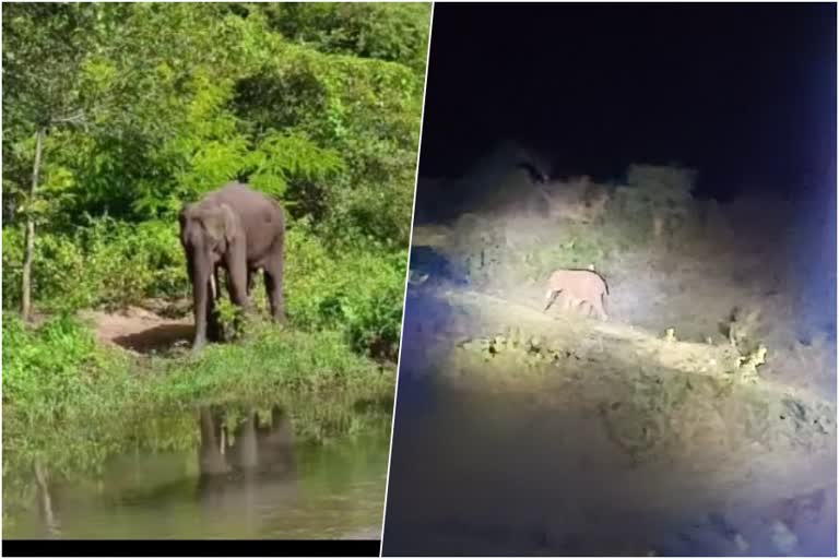 Kerala Tamil Nadu forest departments  trying to caught sick wild elephant  sick wild elephant in coimbathore  Missed sick elephant found  sick elephant in tamilnadu  sick elephant latest updations  sick elephant latest news  latest news in coimbathore  വായില്‍ മുറിവേറ്റ കാട്ടാന  പിടികൂടാനുള്ള ശ്രമവുമായി വനം വകുപ്പുകള്‍  കേരള തമിഴ്‌നാട് വനം വകുപ്പ്  വായില്‍ മുറിവേറ്റ എട്ട് വയസ് പ്രായമുള്ള ആന  തമിഴ്‌നാട്ടിലെ സെങ്കോട്ടെയ്‌ വനംമേഖ  എട്ട് വയസ് പ്രായമുള്ള ആന  കോയമ്പത്തൂര്‍ മുറിവേറ്റ ആന  കോയമ്പത്തൂര്‍ ഏറ്റവും പുതിയ വാര്‍ത്ത  കോയമ്പത്തൂര്‍ ഇന്നത്തെ പ്രധാന വാര്‍ത്ത  ഏറ്റവും പുതിയ ദേശീയ വാര്‍ത്ത