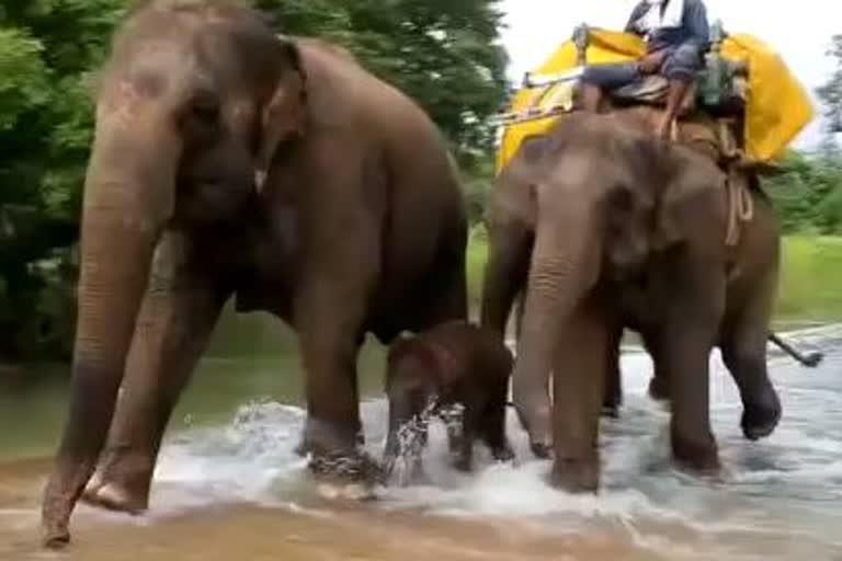 anarkali baby elephant get trained