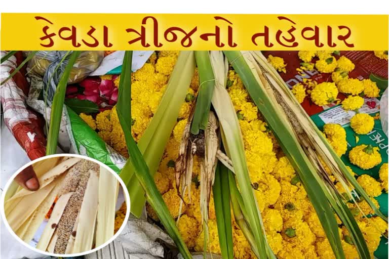 એકજ દિવસે શા માટે મહાદેવને અર્પણ કરાય છે કેવડા ફુલનો અભિષેક, શું છે આની પાછળ ધાર્મિક મર્મ