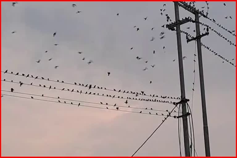 Thousands of birds are homeless in Chamguri