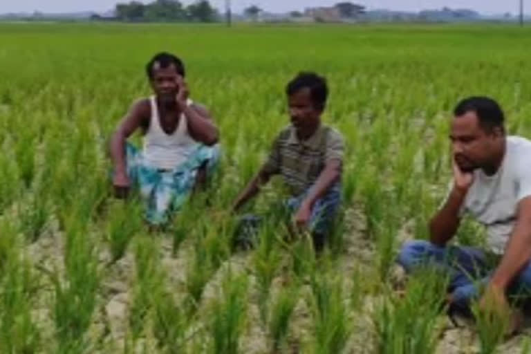 Cracks in paddy field in Kamrup