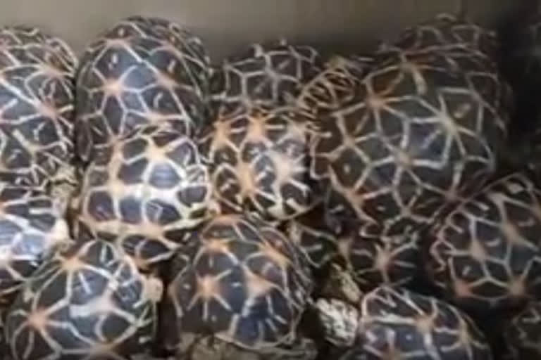 60 live star tortoises rescued at Bengaluru airport