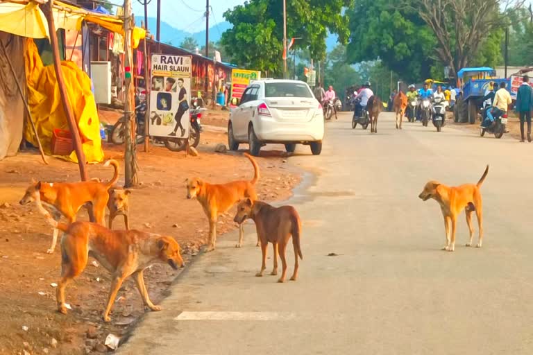 Terror of dogs in Bijapur district