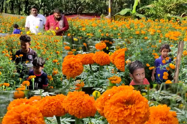 പൂപ്പാടം കാണാന്‍ ഇനി അതിര്‍ത്തി കടക്കേണ്ട  സഞ്ചാരികൾക്ക് വിരുന്നൊരുക്കി വഴിക്കടവിലെ പൂക്കൃഷി  വഴിക്കടവിലെ പൂക്കൃഷി  പൂക്കൃഷി  Flower farming  Flower farming in Nilambur  വഴിക്കടവ്  യുവകര്‍ഷകന്‍  പൂക്കൃഷിയില്‍ യുവാവിന് നൂറുമേനി വിളവ്  Flower farming in Nilambur in Malappuram  ഗുണ്ടല്‍പേട്ട്  നിലമ്പൂര്‍ വഴിക്കടവിലെ പൂക്കൃഷിയിടം  മലപ്പുറം വാര്‍ത്തകള്‍  malappuram news  latest news in malappuram  kerala news updates