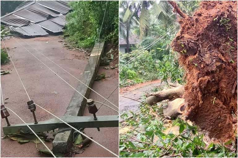 crop damage in Tiruvalli panchayat  heavy rain in Tiruvalli panchayat  തിരുവാലി പഞ്ചായത്തിൽ വ്യാപക നാശം  കനത്ത മഴ  kerala rain news  kerala news  കേരള വാർത്തകൾ  കേരള മഴ വാർത്തകൾ  കൃഷിനാശം