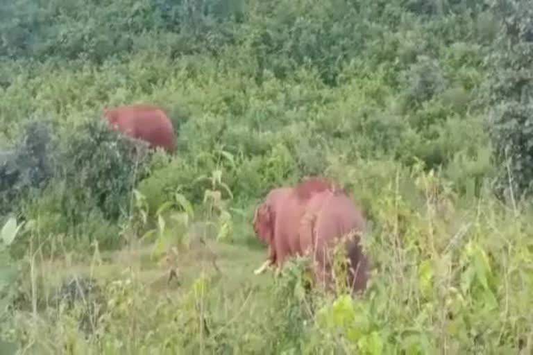 Wild elephant crushed to death old man