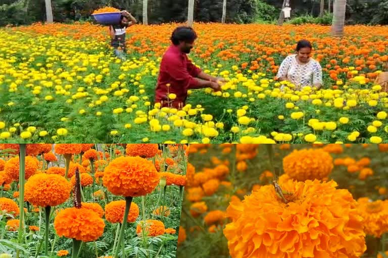 flower students  Flower farming  Kasargod Karshika college  Flower farming by students Kasargod  Kasargod  ചെണ്ടുമല്ലി  പടന്നക്കാട് കാര്‍ഷിക കോളജ്  കാസർകോട്  പടന്നക്കാട്