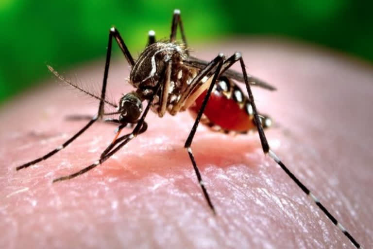 Dengue Cases Havoc in bengal