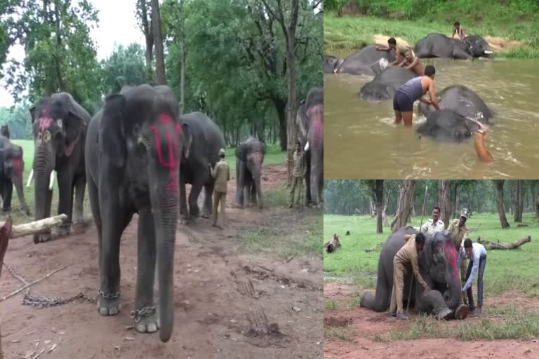 Elephant Service in Umaria