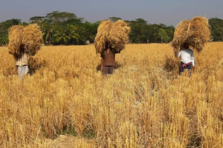 Record of paddy procurement in Assam