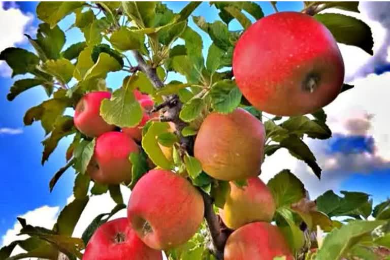 High Density Apple Plantations in JK