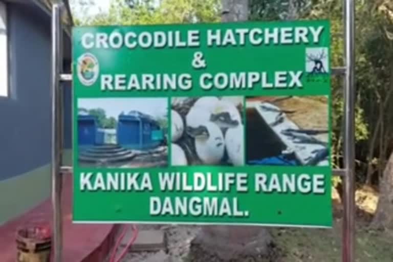 Saltwater Crocodile  Crocodile  Record Growth  Record Number Saltwater Crocodile  Bitarkanika National Park  National Park  മുതലക്കുഞ്ഞുങ്ങള്‍  ഉപ്പുവെള്ള മുതല  ഭിതാർകനിക ദേശീയോദ്യാനത്തില്‍  ഭിതാർകനിക  റെക്കോര്‍ഡ്  ഒഡീഷയിലെ ഭിതാർകനിക  ഒഡീഷ  കൂടുകെട്ടൽ  ജലാശയങ്ങളില്‍