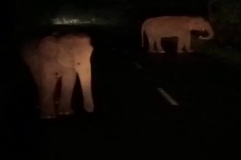 பேருந்தை வழிமறித்து கண்ணாடியை உடைத்த காட்டு யானை