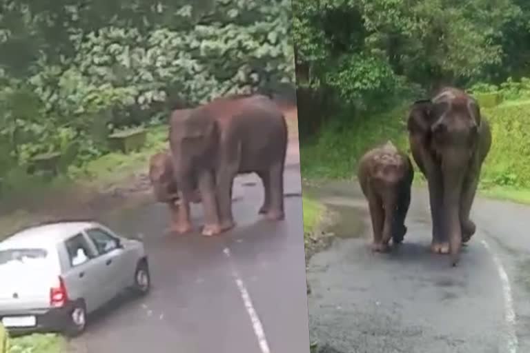 Palakkad  wild elephant  rush to car  nelliyampathy  nelliyampathy pass  kerala  കാറിന് നേരെ പാഞ്ഞടുത്ത് കാട്ടാന  രക്ഷപ്പെട്ടത് തലനാരിഴക്ക്  തമ്പുരാൻ കാട്  നെല്ലിയാമ്പതി  പാലക്കാട്  PALAKKAD LOCAL NEWS