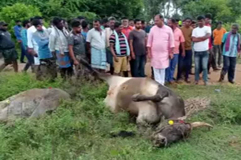 Three oxen killed in lorry collision