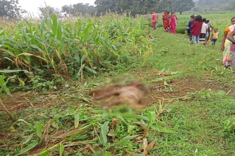 Hyenas died in Bagodar Giridih