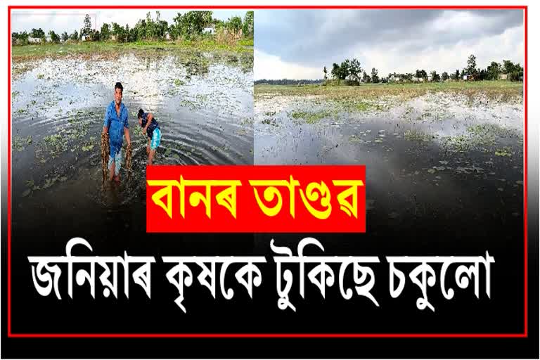 Acres of paddy crop damaged due to flood at Jania in Barpeta