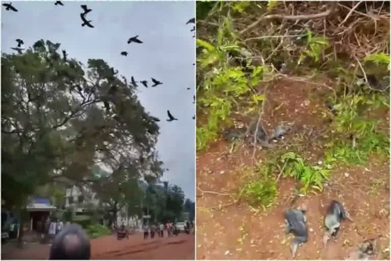 Kerala: Scores of birds died due to the felling of a tree