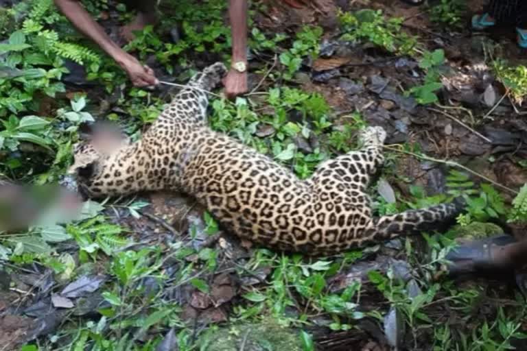 Man Killed Leopard