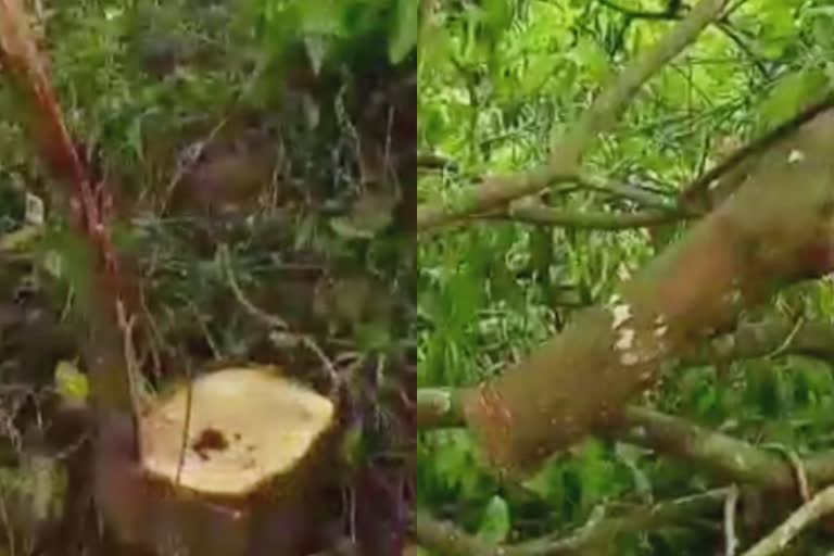 Sandalwood theft  ചന്ദനമരങ്ങൾ മോഷണം പോയി  കോഴിക്കോട് ഗുരുവായൂരപ്പൻ കോളജ്  കസബ പൊലീസ്  ചന്ദനമരങ്ങൾ മുറിച്ചുകടത്തി  Sandalwood trees stolen  kozhikode Guruvayurappan College  Sandalwood trees stolen Guruvayurappan College