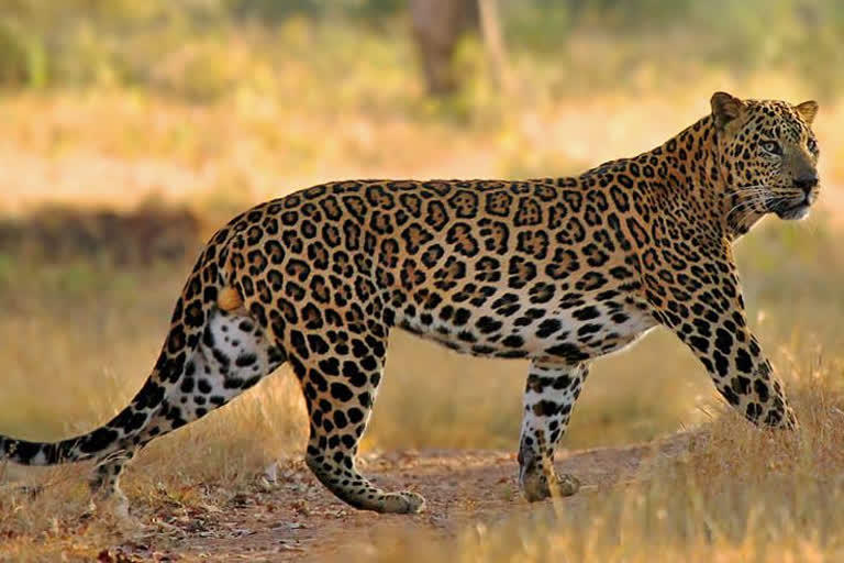 Man Killed Leopard in Idukki for saving his own life
