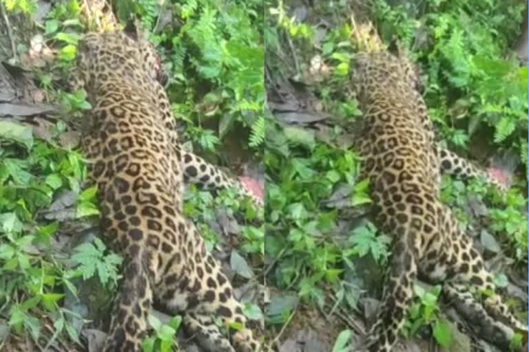 Man Kills Leopard