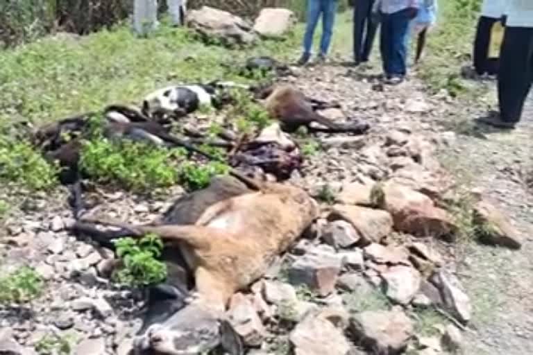 15-sheep-hit-by-moving-train-died-on-spot