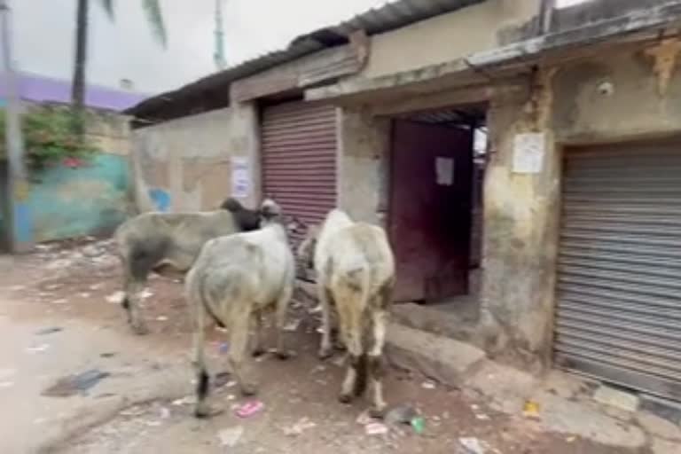 Police attack illegal slaughterhouse