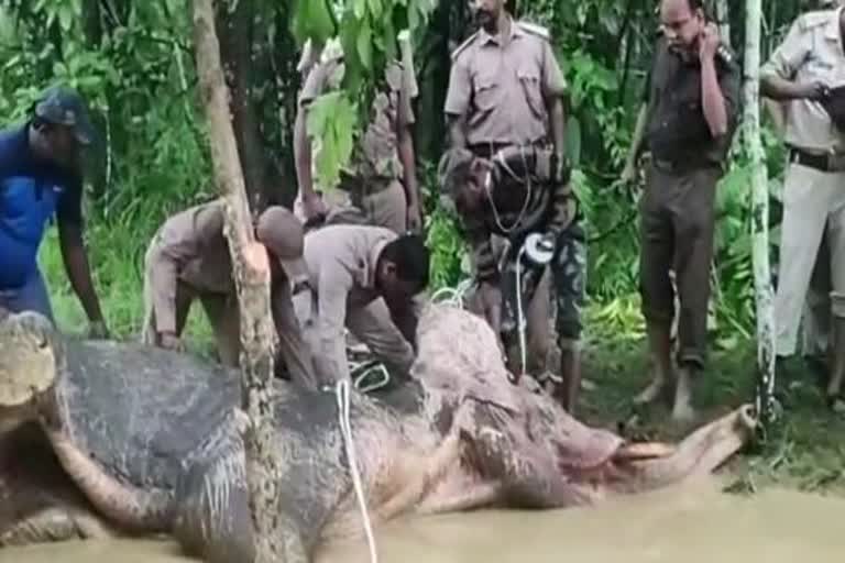 elephant dies  during treatment in ganjam