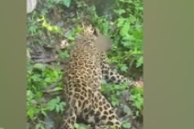 Idukki Man Kills Leopard to Save His Life