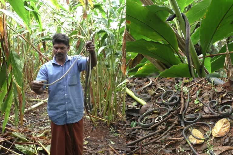 ഏലത്തോട്ടത്തിൽ കാവലായി 200ഓളം പാമ്പുകൾ  idukki farmer use chinese snake for avoid monkeys  റബ്ബര്‍ പാമ്പിനെ തോട്ടത്തിൽ സ്ഥാപിച്ച് കർഷകൻ  ഇടുക്കിയിലെ തോട്ടത്തിൽ കാവലായി റബർ പാമ്പ്  farmer use chinese snake