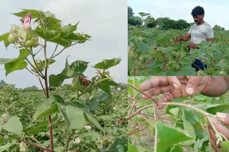 white fly in cotton crop in Bhiwani