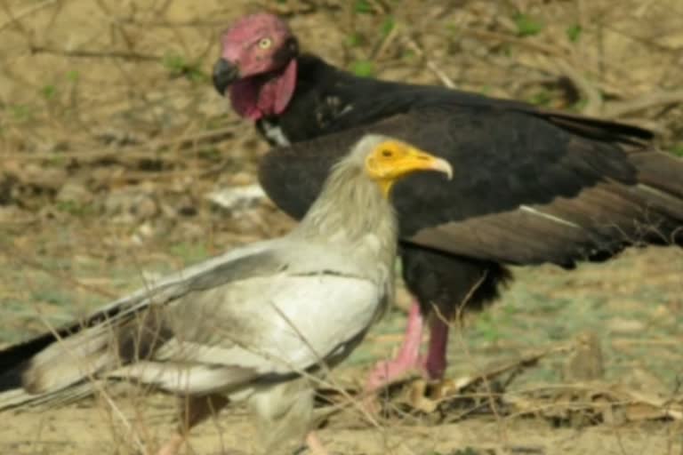 Corbett Tiger Reserve