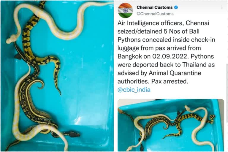 Five ball pythons seized at Chennai airport  Ball Pythons  പെരുമ്പാമ്പുകളെ പിടികൂടി  പെരുമ്പാമ്പുകളെ കടത്താൻ ശ്രമം  പെരുമ്പാമ്പുകളുമായി യുവാവ് പിടിയിൽ  ചെന്നൈയിൽ പെരുമ്പാമ്പുകളെ പിടികൂടി  ബോൾ പൈത്തൺ  ദേശീയ വാർത്തകൾ  national news  crime news