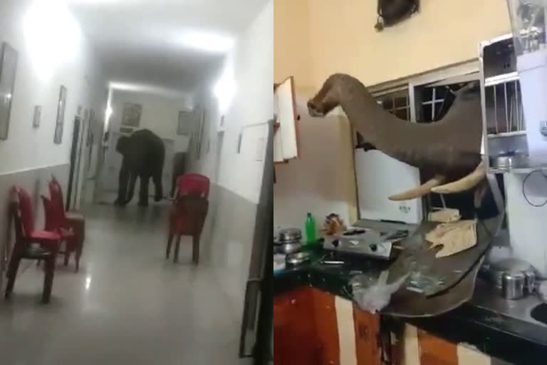 video of elephant inside army hospital  elephant inside army hospital in west bengal  binnaguri army camp elephant  jalpaiguri elephant video  elephant wander hospital corridors  സൈനിക ആശുപത്രിയില്‍ കാട്ടാന  പശ്ചിമ ബംഗാള്‍ ആശുപത്രി കാട്ടാന  ബിന്നഗുരി ആര്‍മി ക്യാമ്പ് കാട്ടാന  ഇടനാഴി കാട്ടാന വീഡിയോ  ക്യാന്‍റീന്‍ ജനല പൊളിച്ച് കാട്ടാന  ബംഗാള്‍ സൈനിക ആശുപത്രി കാട്ടാന  ബിന്നഗുരി ആര്‍മി ക്യാമ്പ്  കാട്ടാനകള്‍  wild elephants army hospital