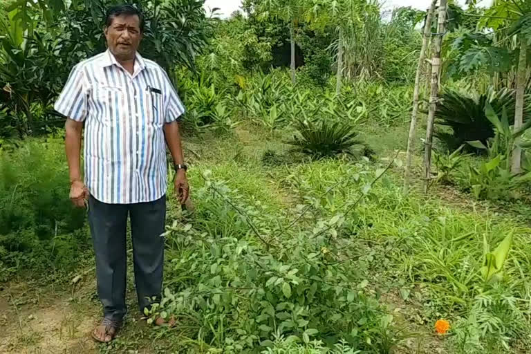 Shahdol MP Cultivation Rare Herbs