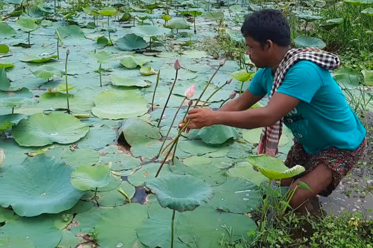 Lotus Farmers worried about lack of rain before Durga Puja