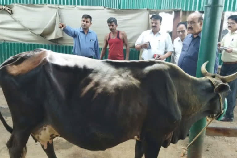 Lampi Disease Hits Over 700 Cattle In Meerut In West Uttar Pradesh