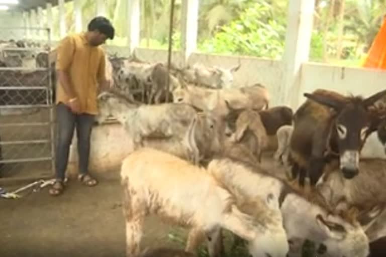 A young man from Andhra Pradesh is earning by rearing more than 100 donkeys