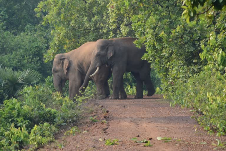 Elephant Attack in Jhargram