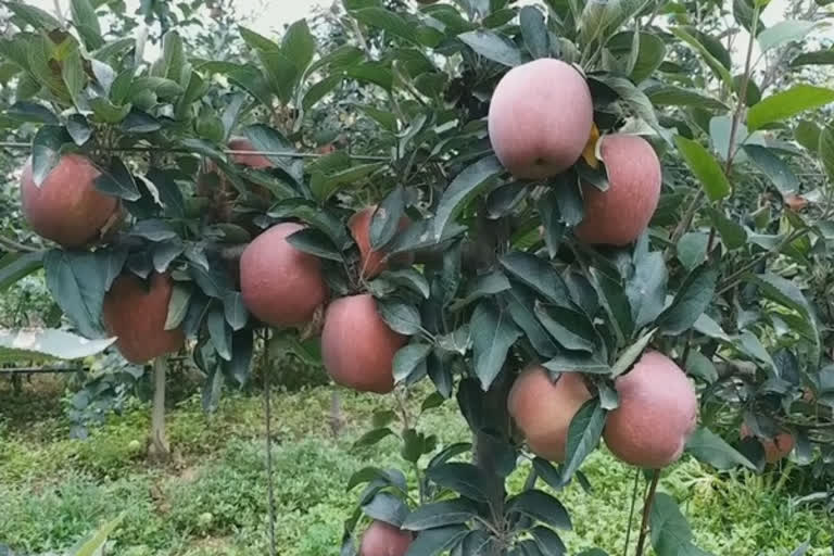 Iranian Apple Imports