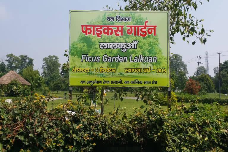 Haldwani Ficus Park