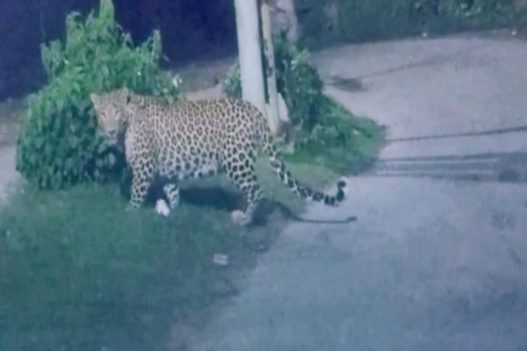 Srinagar leopard