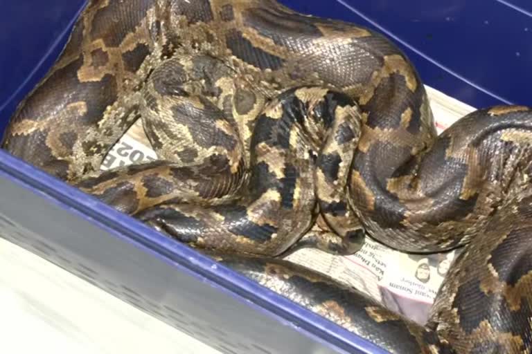 Rescued python