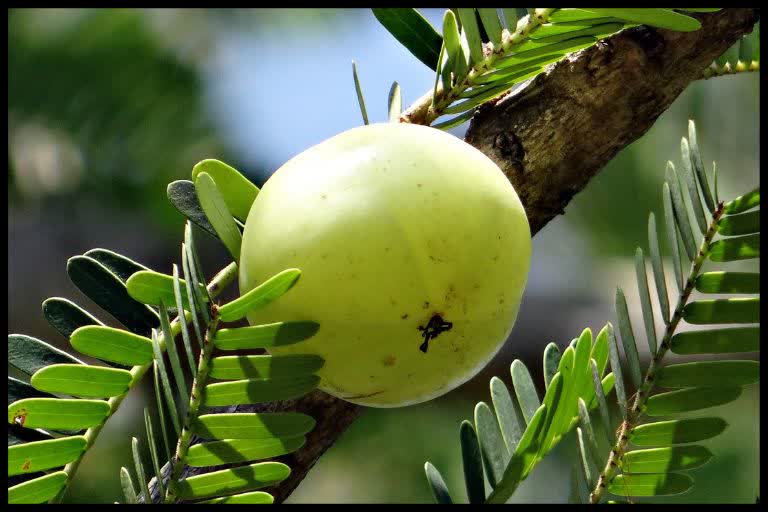 amla benefits