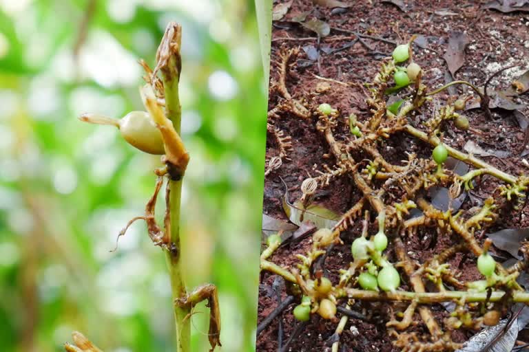 Problems of cardamom farmers in Idukki  idukki cardamom farmers  Problems of cardamom farmers  cardamom  ഏലം  ഏലം കര്‍ഷകര്‍  ഏലയ്‌ക്ക