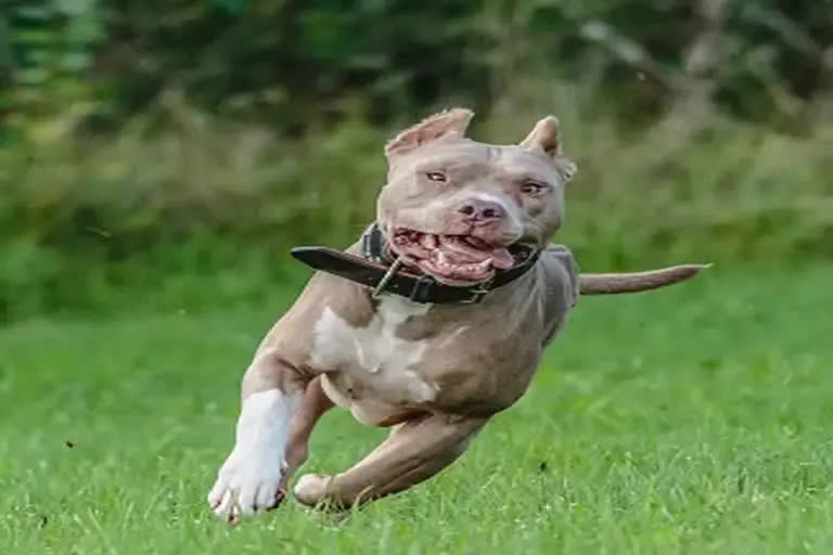 pitbull mutt pitbull mutt