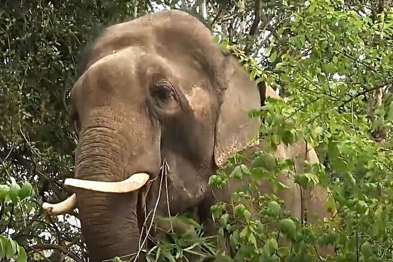 A wild elephant was killed after being hit by a goods train in Assam's Hojai district on Thursday evening.