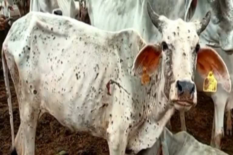 Lumpy Disease Deaths in Jodhpur